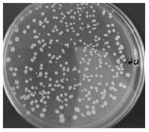 A low-temperature biocontrol strain and its application