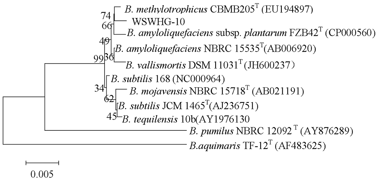 A low-temperature biocontrol strain and its application