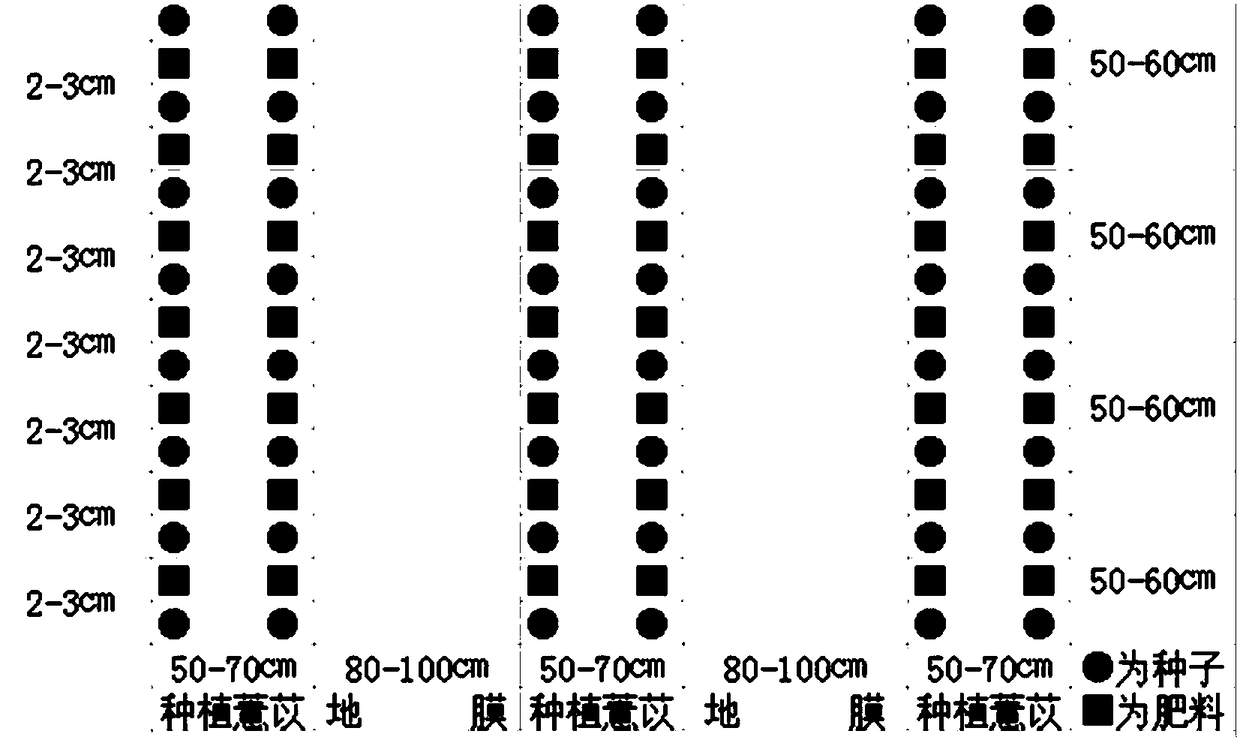 Side-mulching-film rainwater-collecting drought-resistant high-yield cultivation technique for coix lacryma