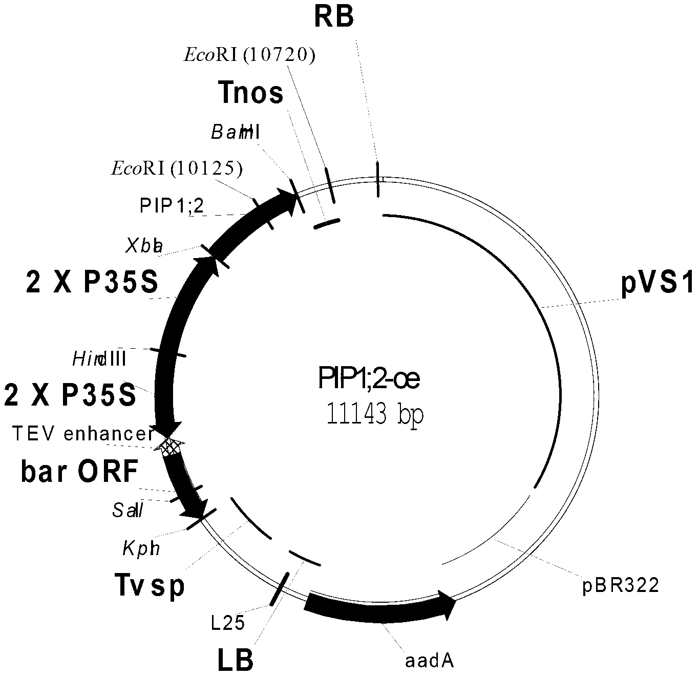 Application of soybean aquaporin gene GmPIP1;2