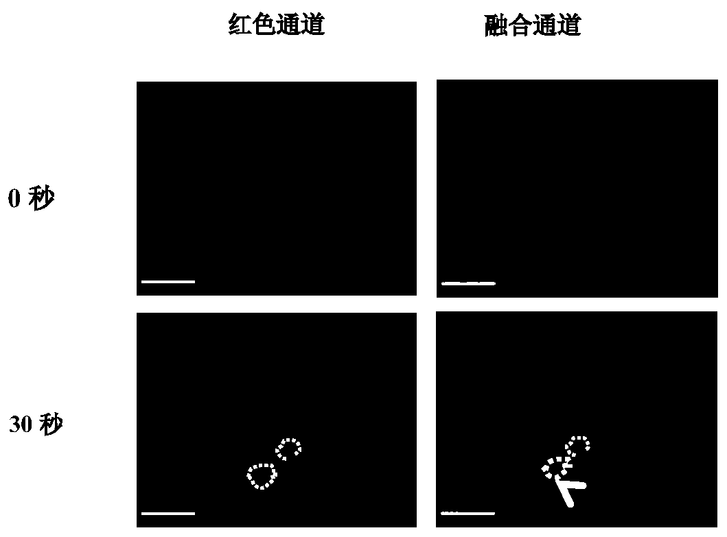 Optically controlled gene transcription inhibition system and method, and construction method for optically controlled gene transcription inhibition system