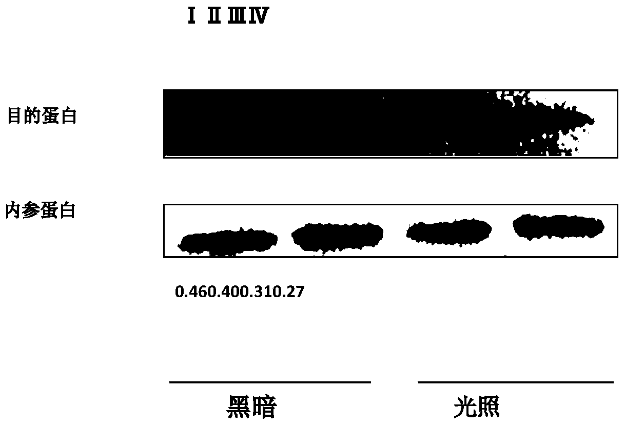 Optically controlled gene transcription inhibition system and method, and construction method for optically controlled gene transcription inhibition system