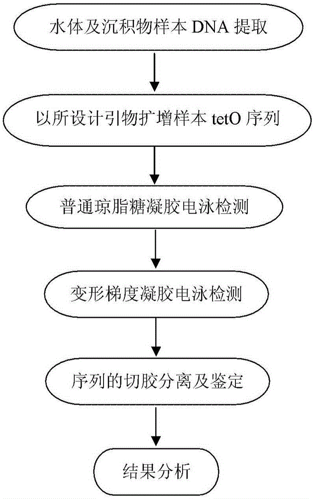 Primer sequence for detecting tetracycline resistant gene tetO in water body and sediments in classified mode and corresponding detecting method