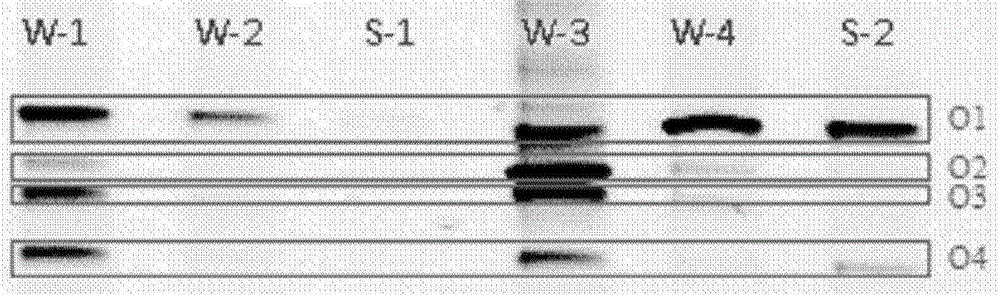 Primer sequence for detecting tetracycline resistant gene tetO in water body and sediments in classified mode and corresponding detecting method