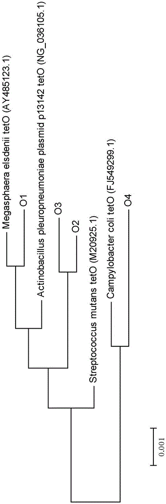 Primer sequence for detecting tetracycline resistant gene tetO in water body and sediments in classified mode and corresponding detecting method