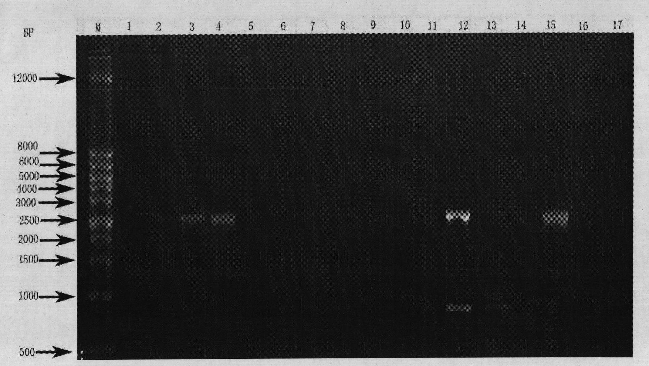 Adeno-associated virus capsid protein gene, corresponding protein and application of protein