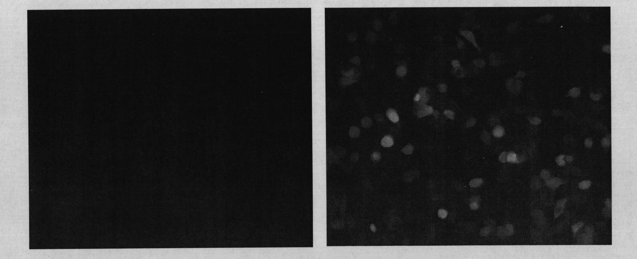 Adeno-associated virus capsid protein gene, corresponding protein and application of protein