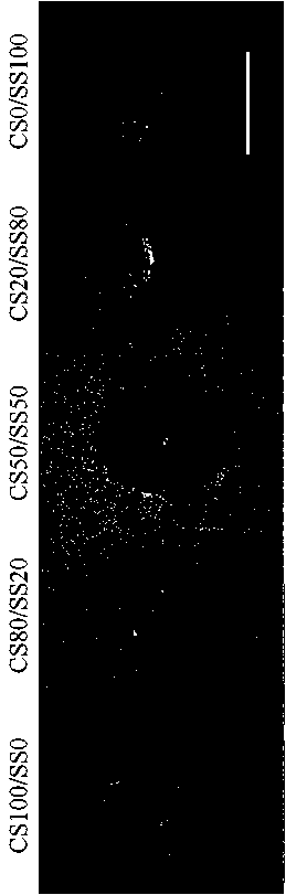 Chitosan-sericin composite bioscaffold and its preparation method and application