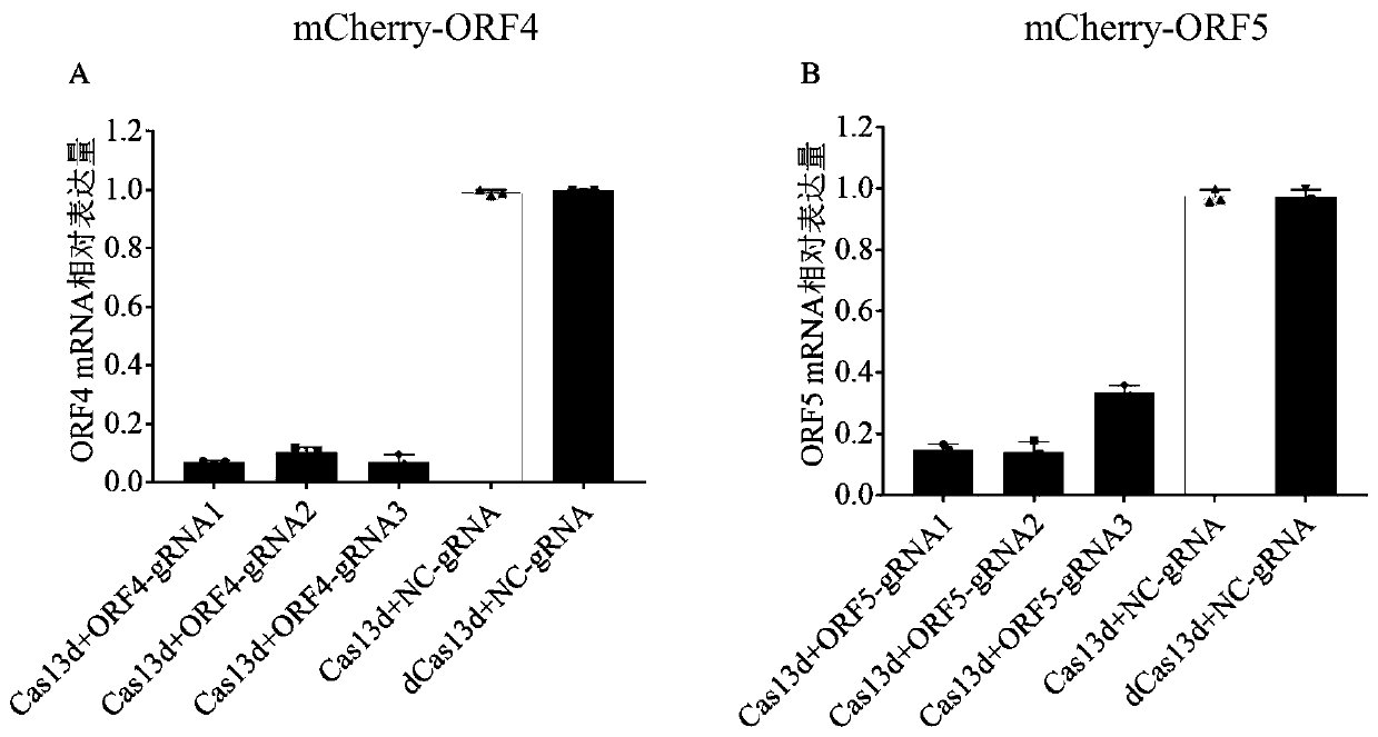 Screening method of sgRNA (small guide ribonucleic acid) efficient action target based on CRISPR-Cas13d (clustered red regularly interspaced short palindromic repeat) system and application