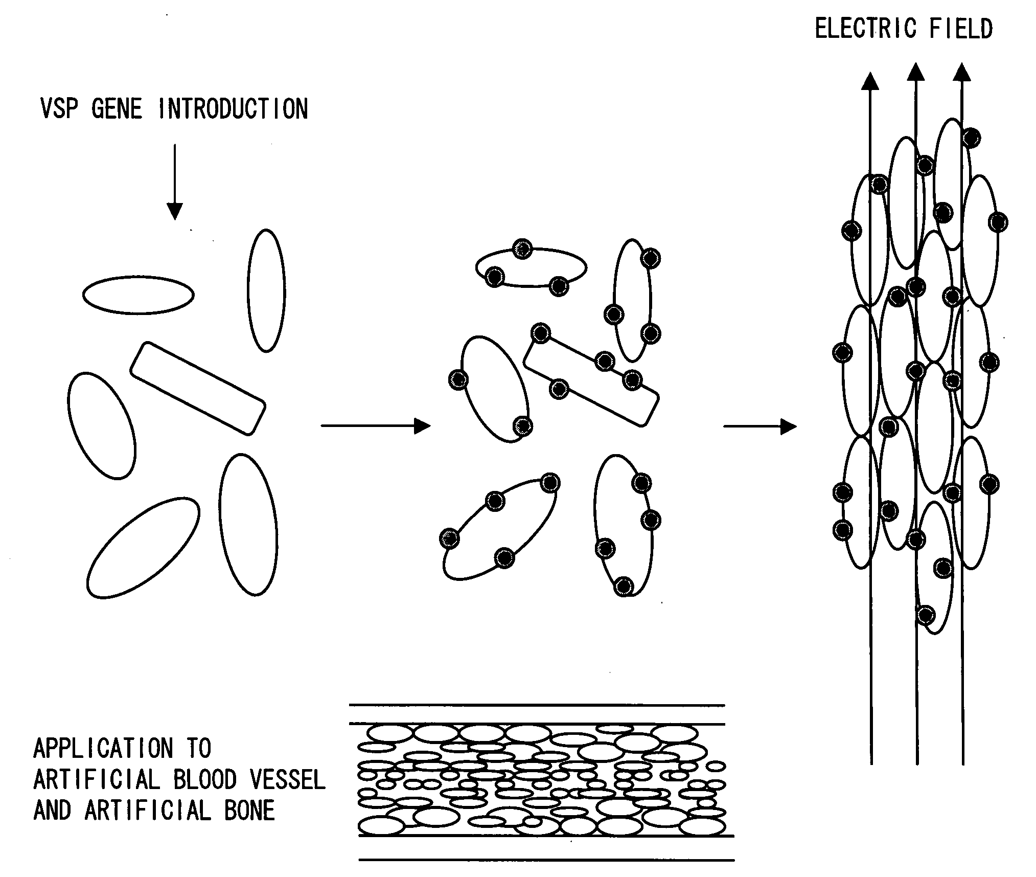 Novel Ion Channel-Like Polypeptide and Use Thereof