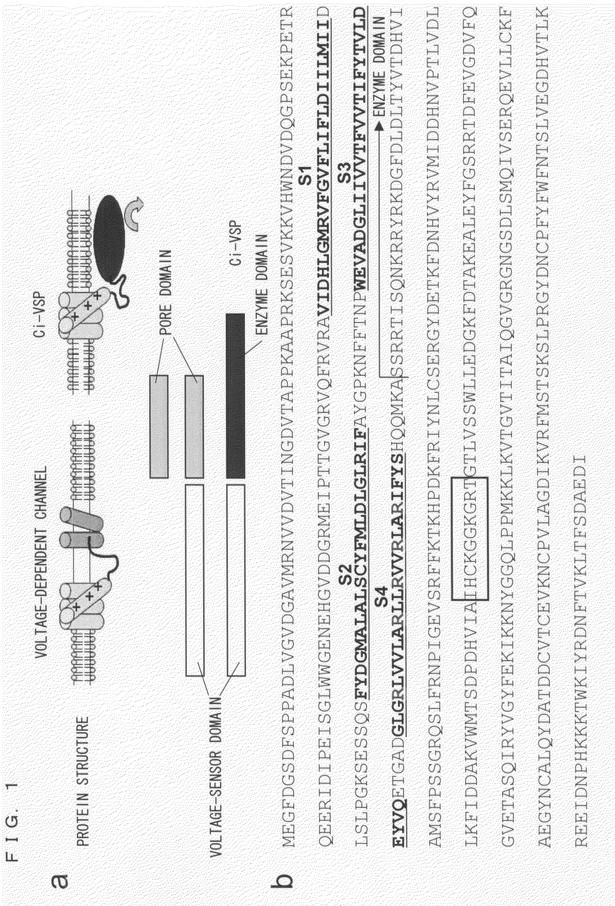 Novel Ion Channel-Like Polypeptide and Use Thereof