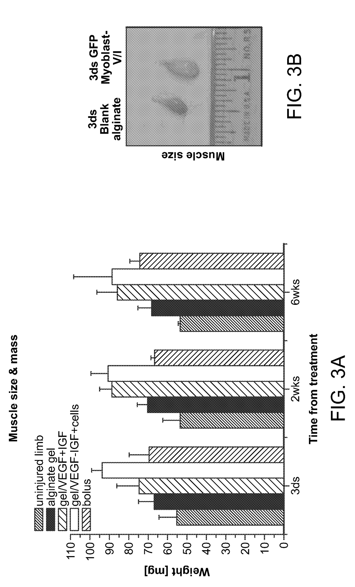 Enhancement of skeletal muscle stem cell engraftment by dual delivery of VEGF and IGF-1