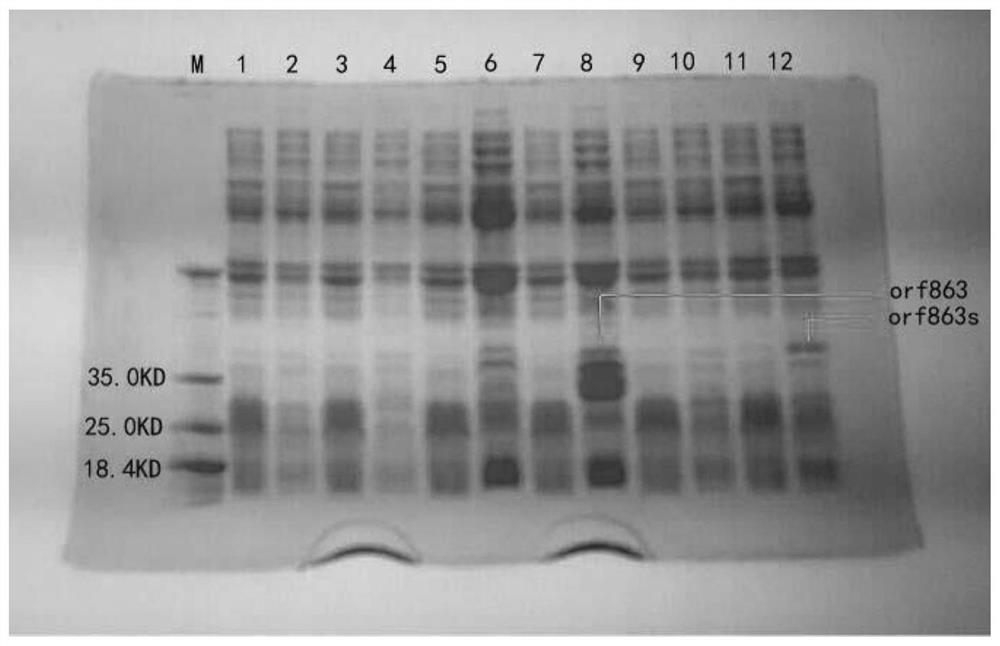 Antimicrobial peptide fusion protein and its preparation method and application