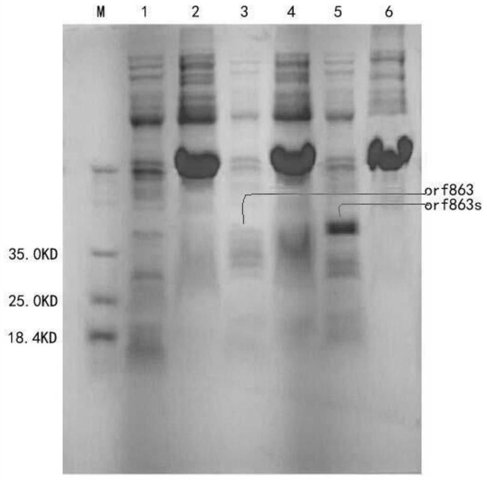 Antimicrobial peptide fusion protein and its preparation method and application