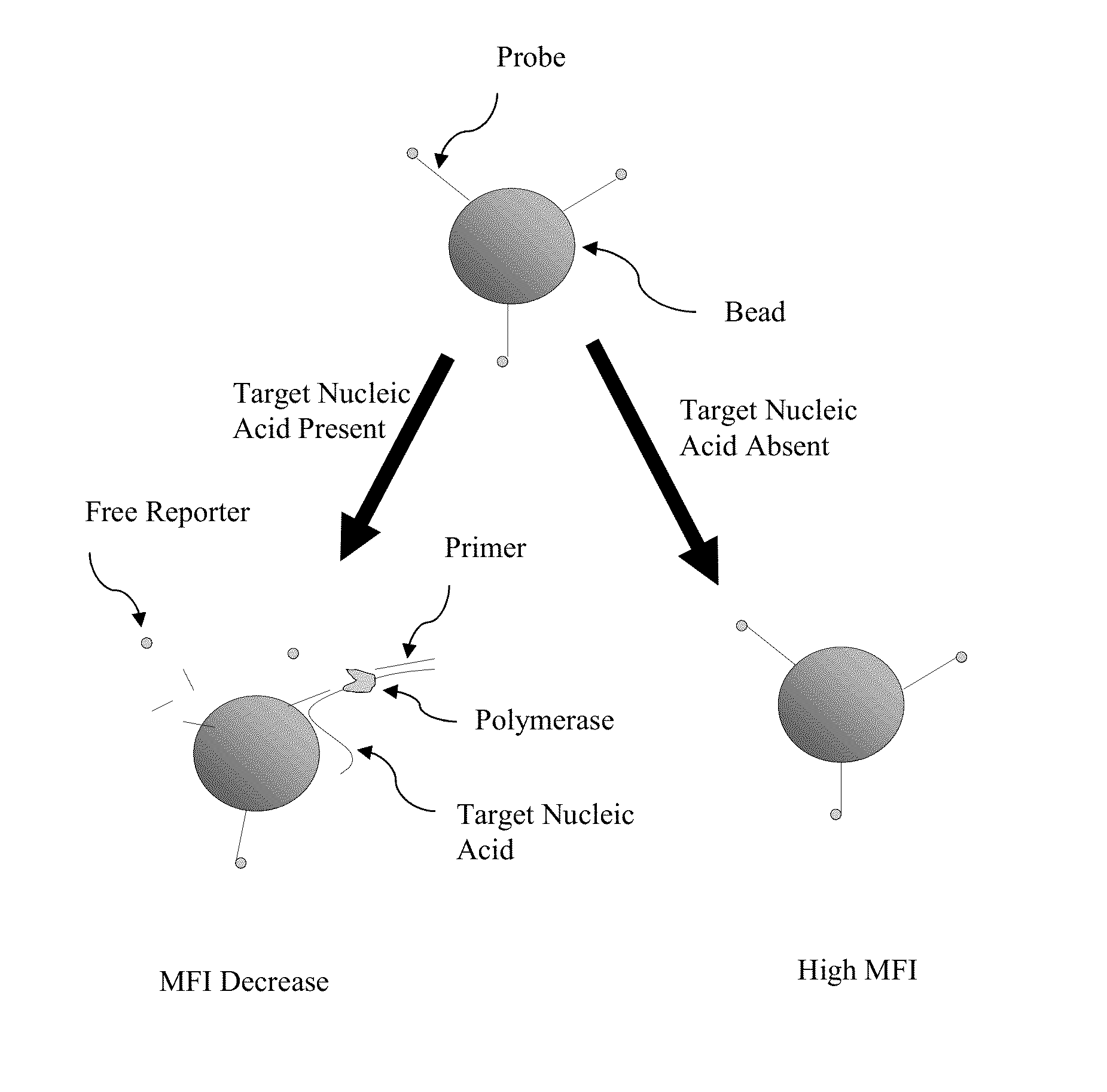 Hydrolysis Probes