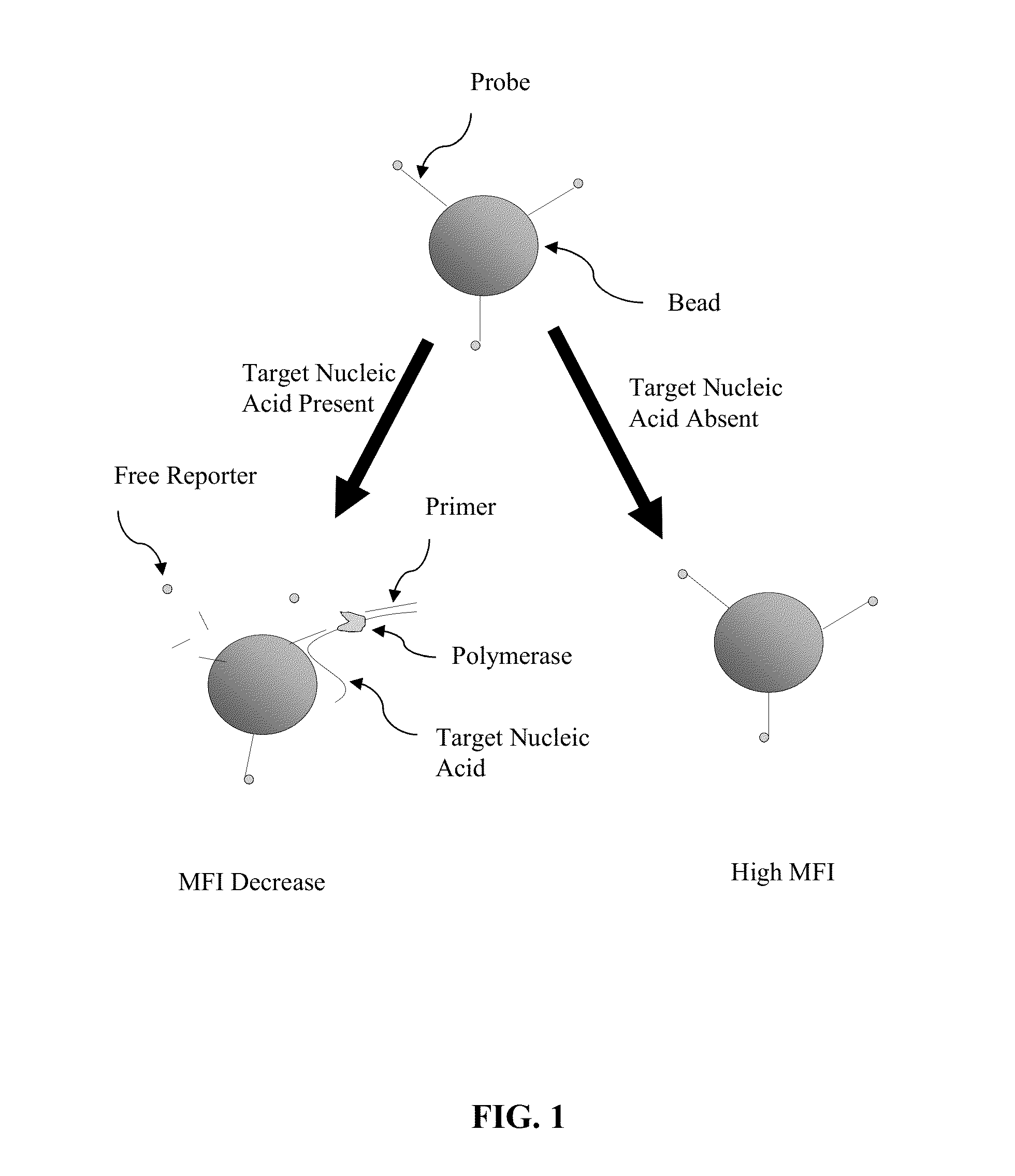 Hydrolysis Probes