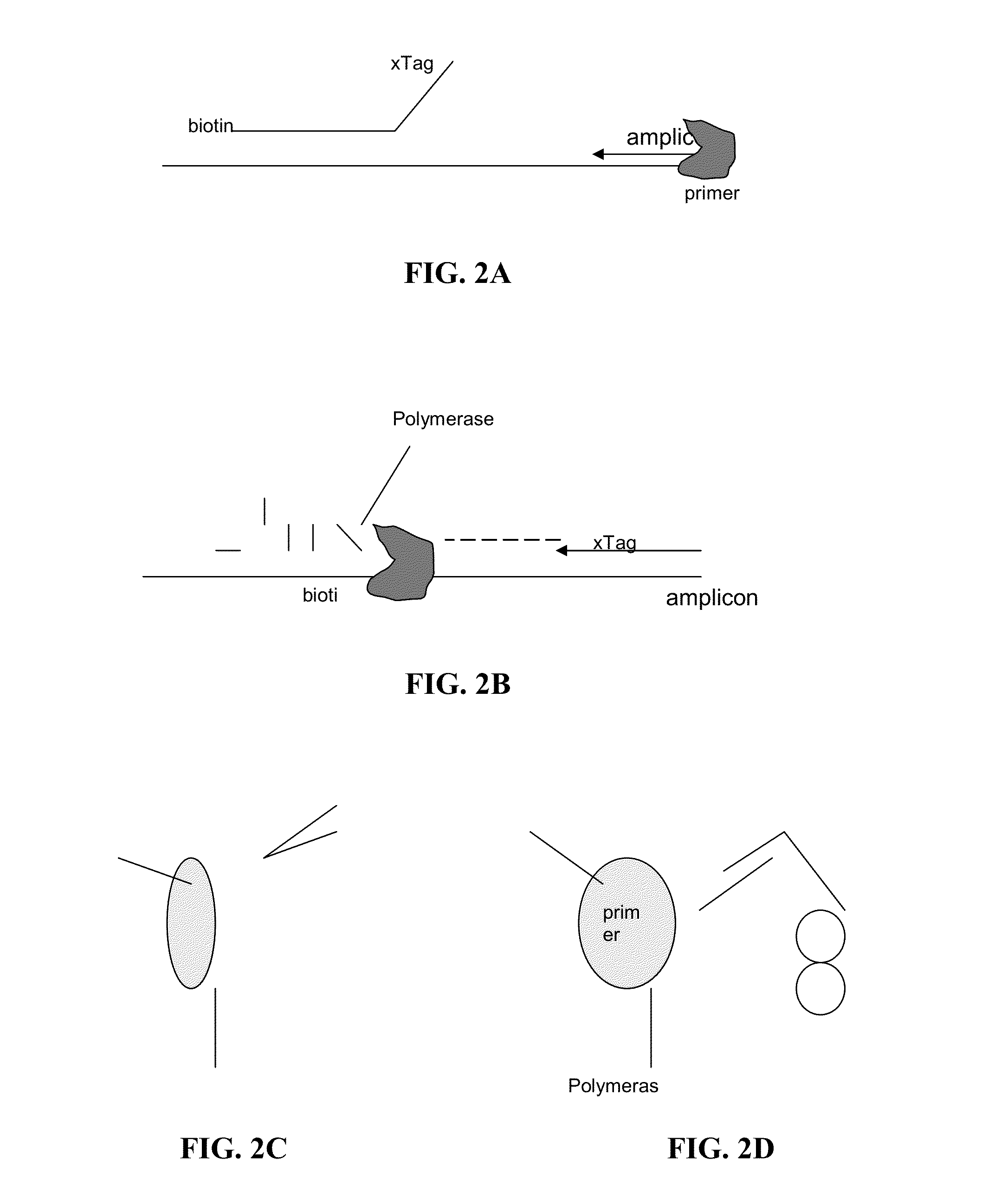 Hydrolysis Probes