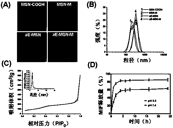 An antibody-coupled mesoporous silica/mifepristone nano-preparation