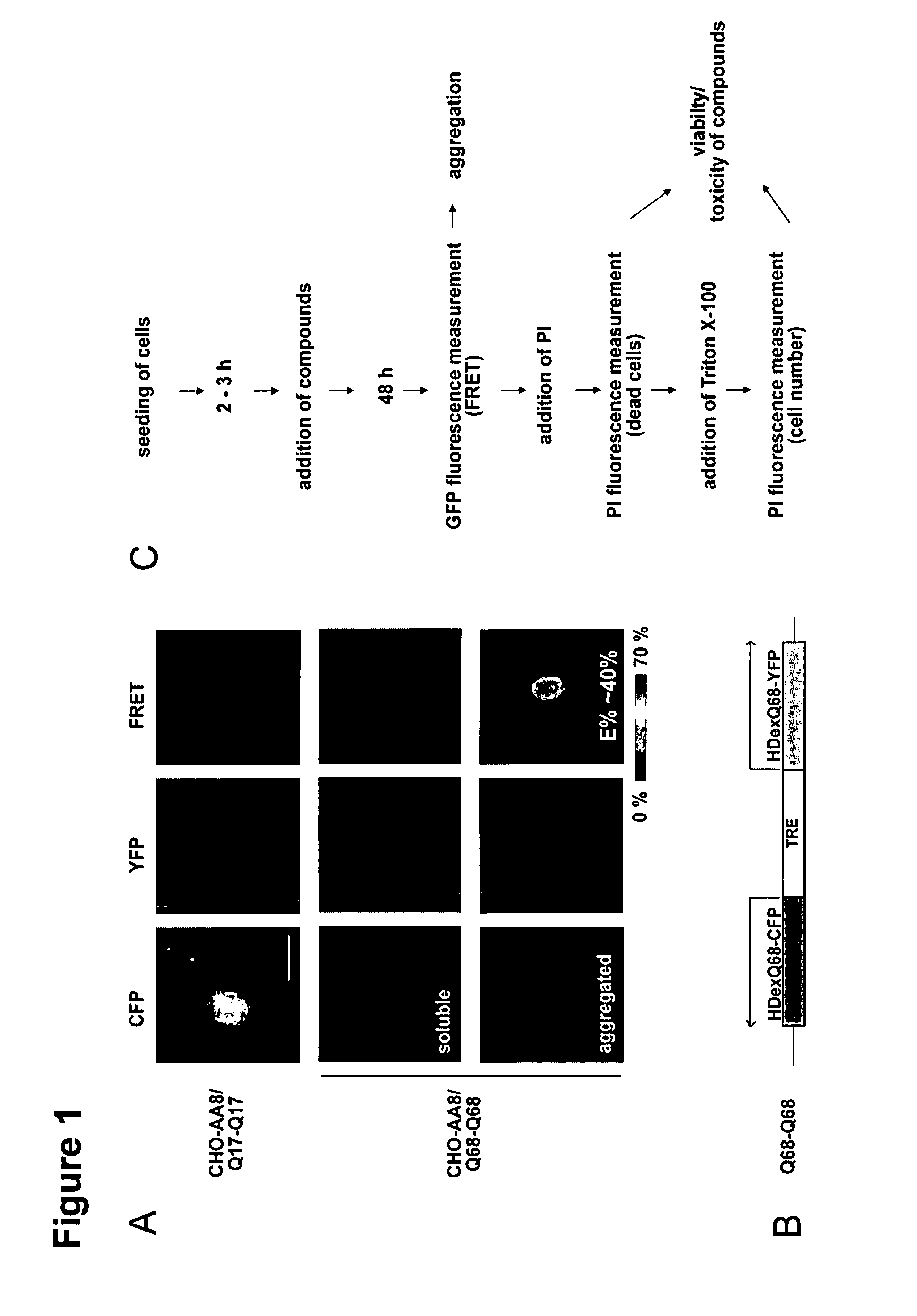 Compounds for the Modulation of Huntingtin Aggregation, Methods and Means for Identifying Such Compounds