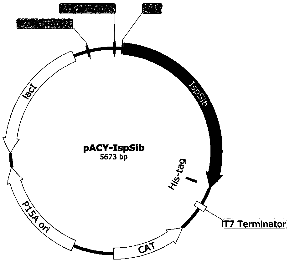 Isoprene synthase and coding gene thereof, expression vector, engineering bacteria and method for producing isoprene and application