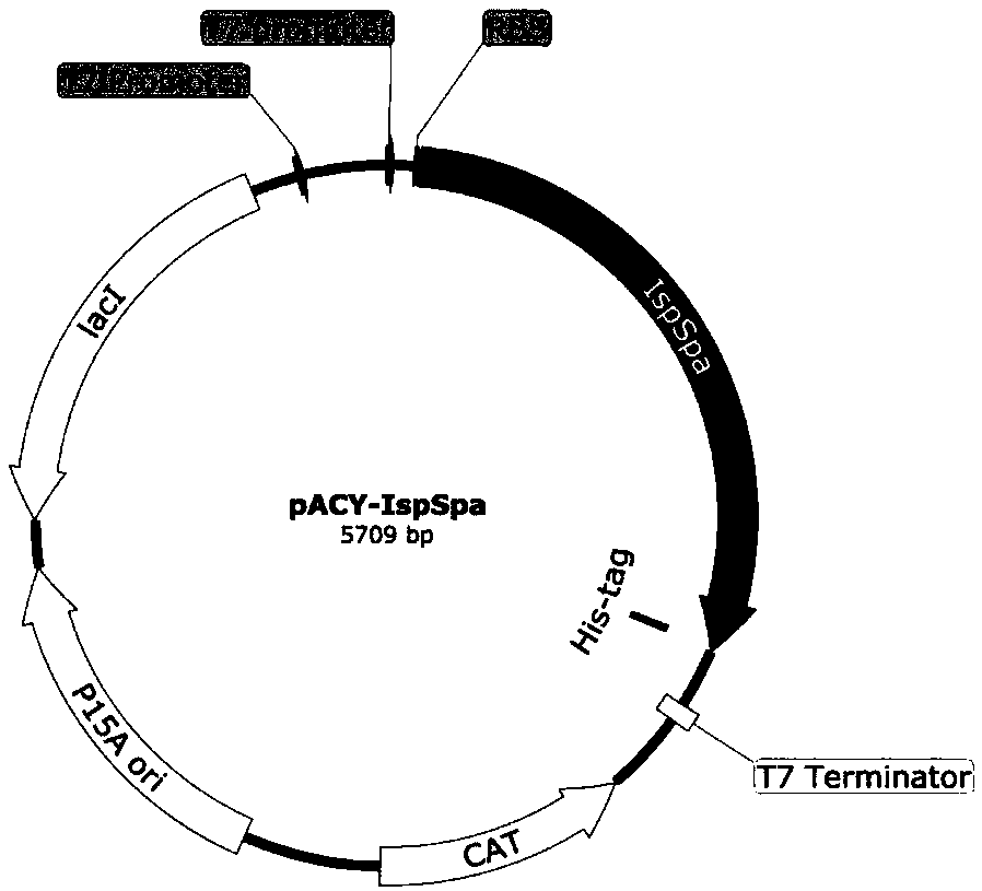 Isoprene synthase and coding gene thereof, expression vector, engineering bacteria and method for producing isoprene and application