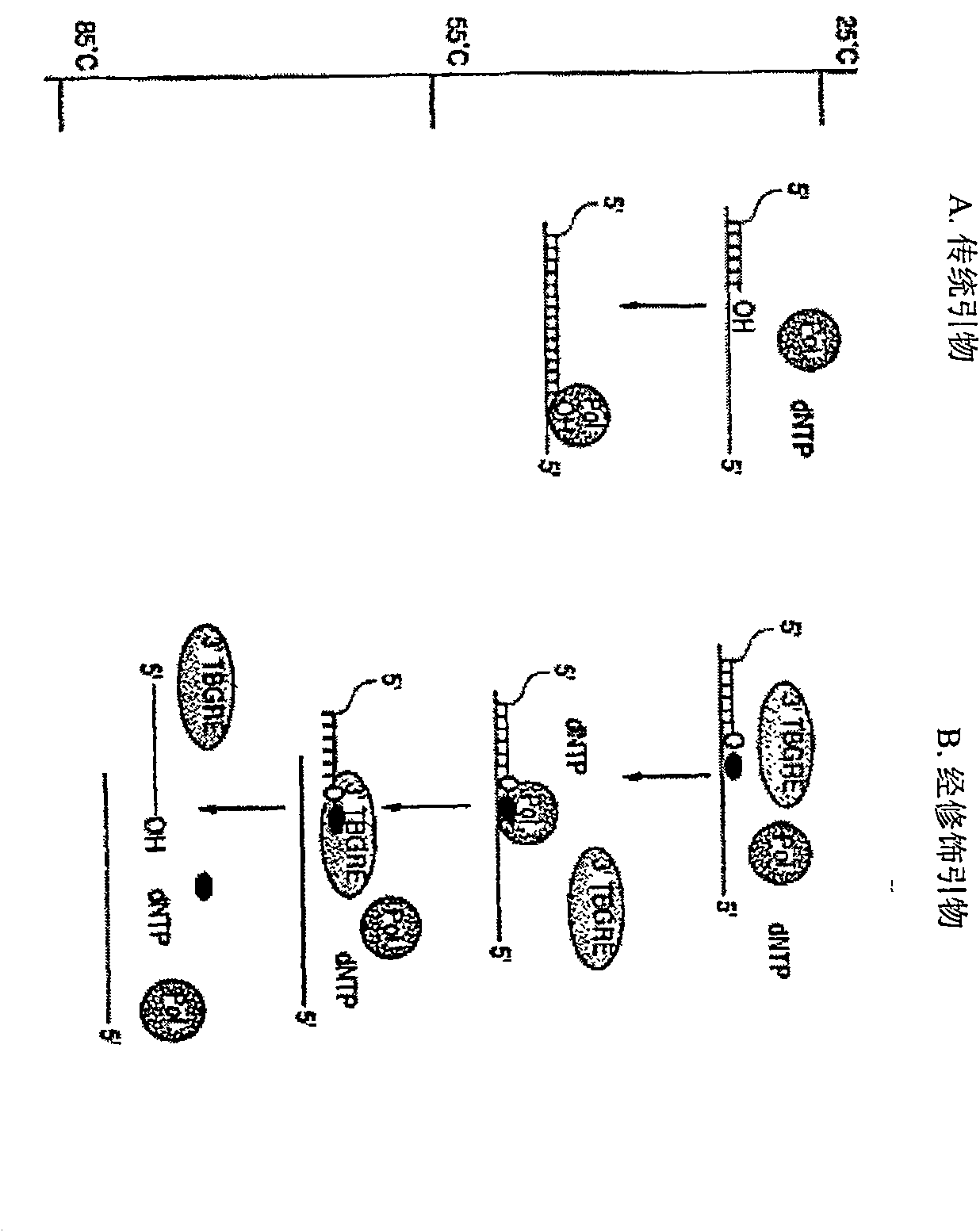 Method and compositions for improved polynucleotide synthesis