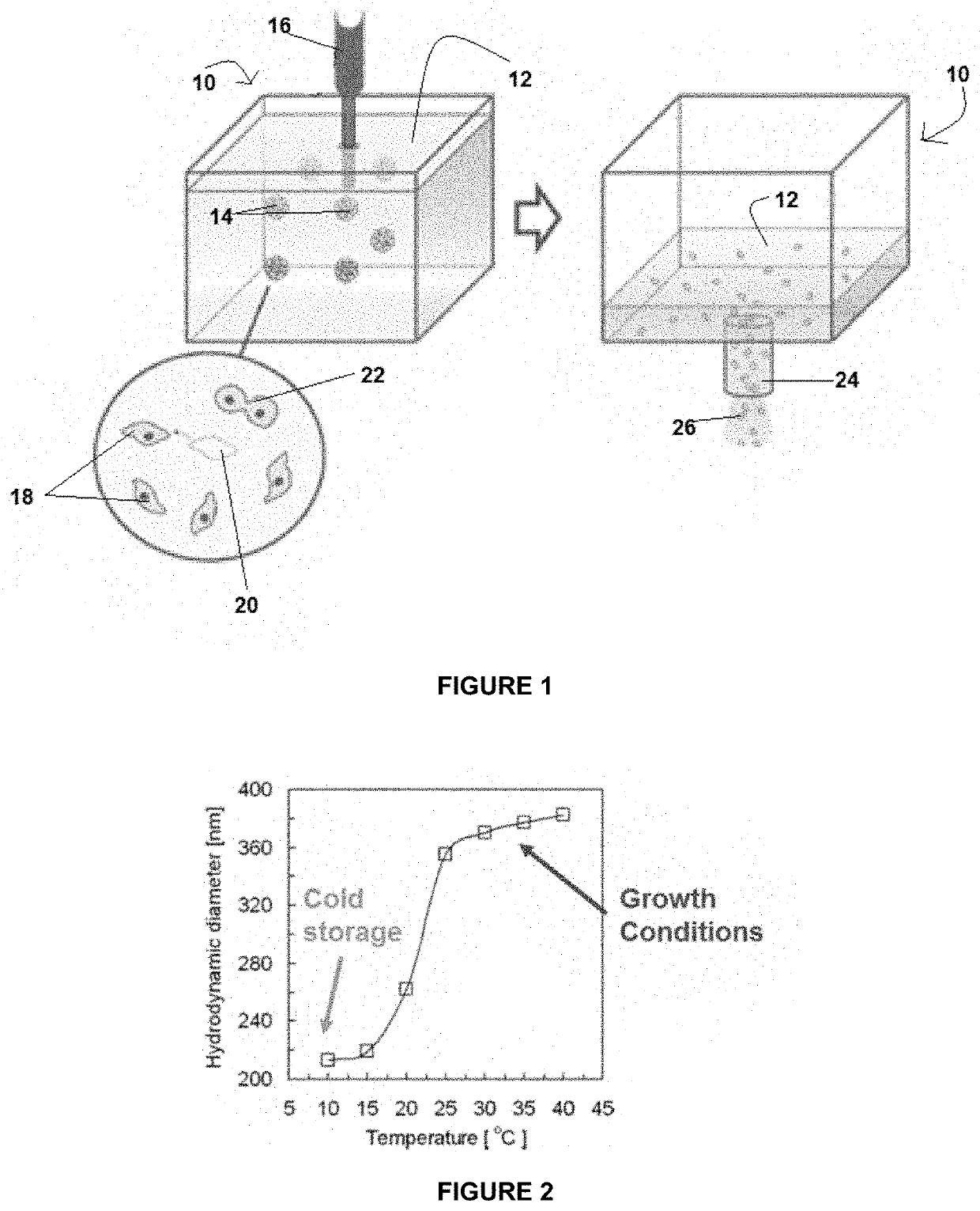 Thermally responsive microgel particles for cell culture applications