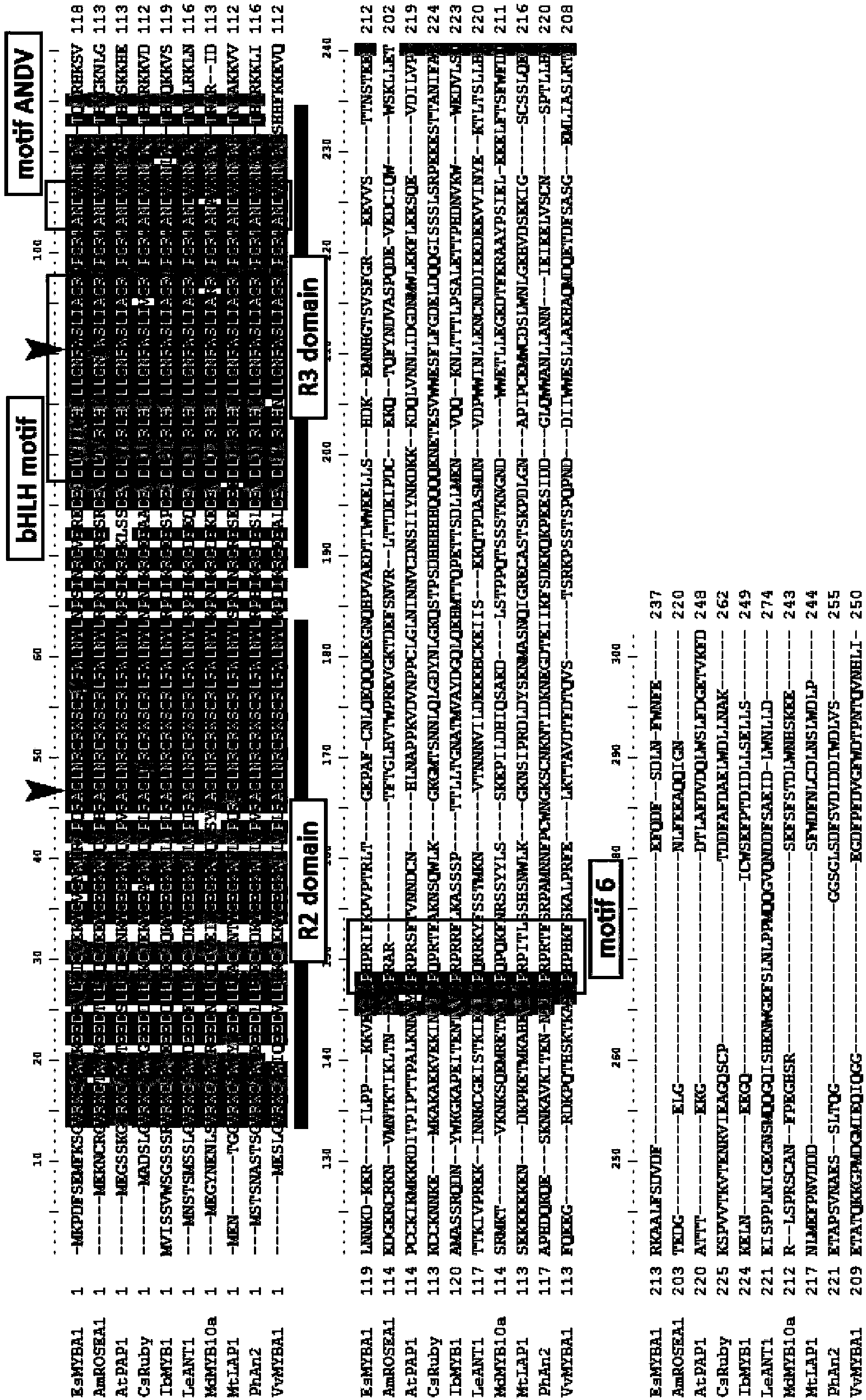 Plant flavonoid synthesis regulation gene and its application