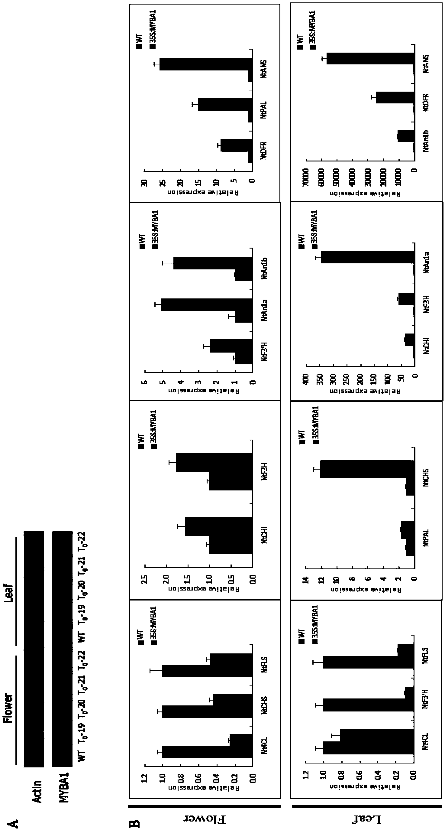 Plant flavonoid synthesis regulation gene and its application