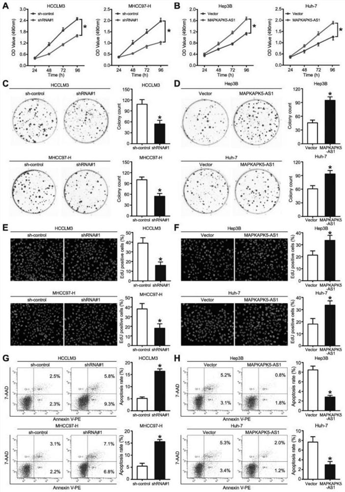 Long non-coding RNA and application thereof in diagnosis and treatment of hepatocellular carcinoma