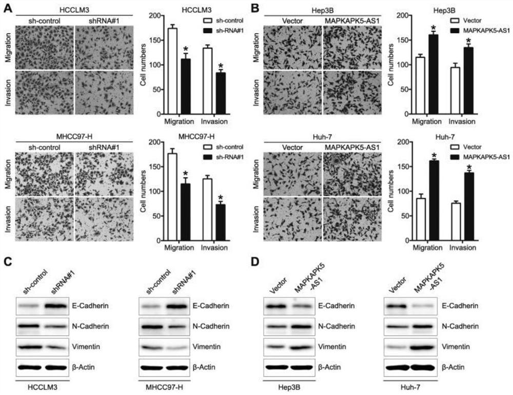 Long non-coding RNA and application thereof in diagnosis and treatment of hepatocellular carcinoma