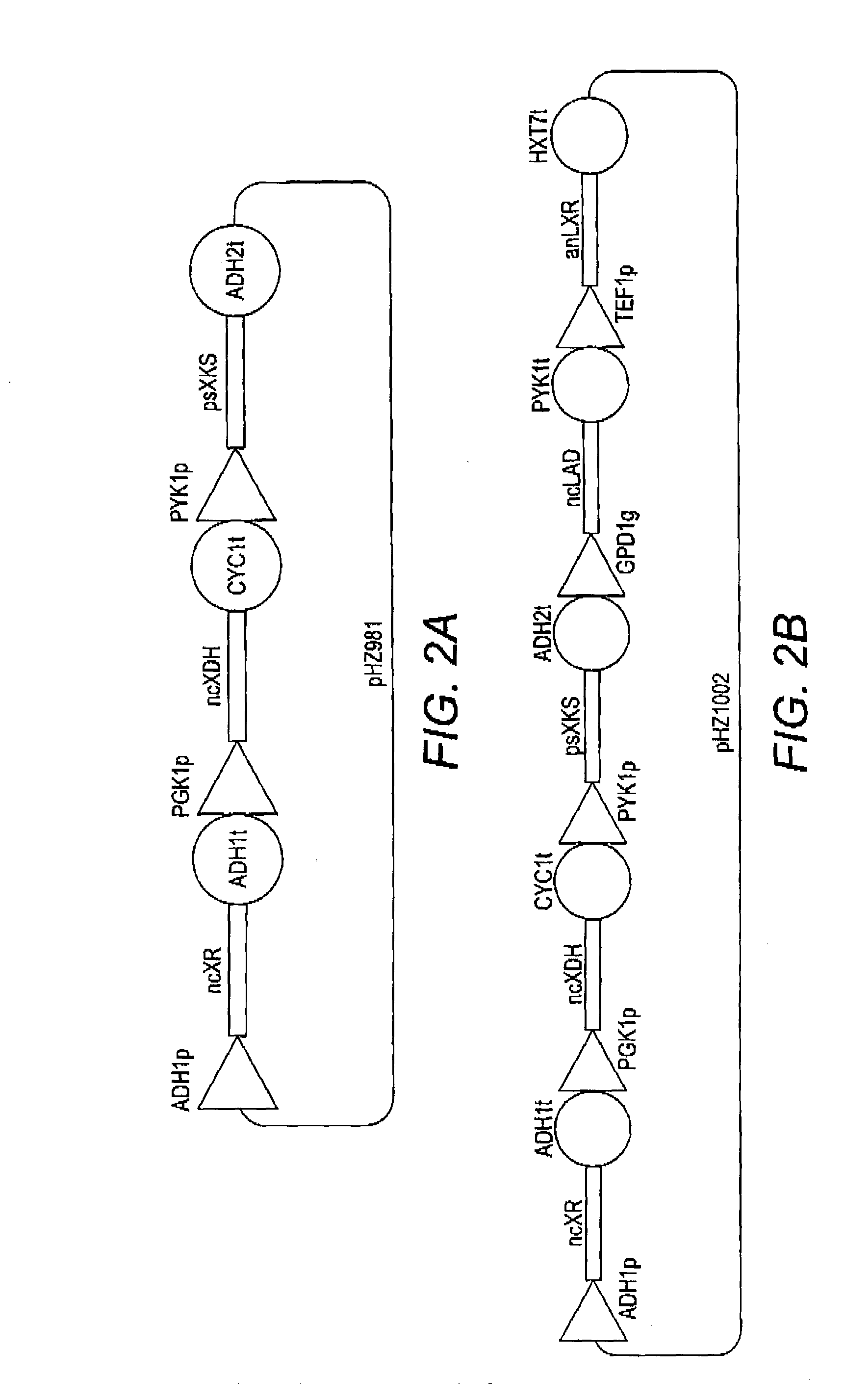 Combinatorial design of highly efficient heterologous pathways