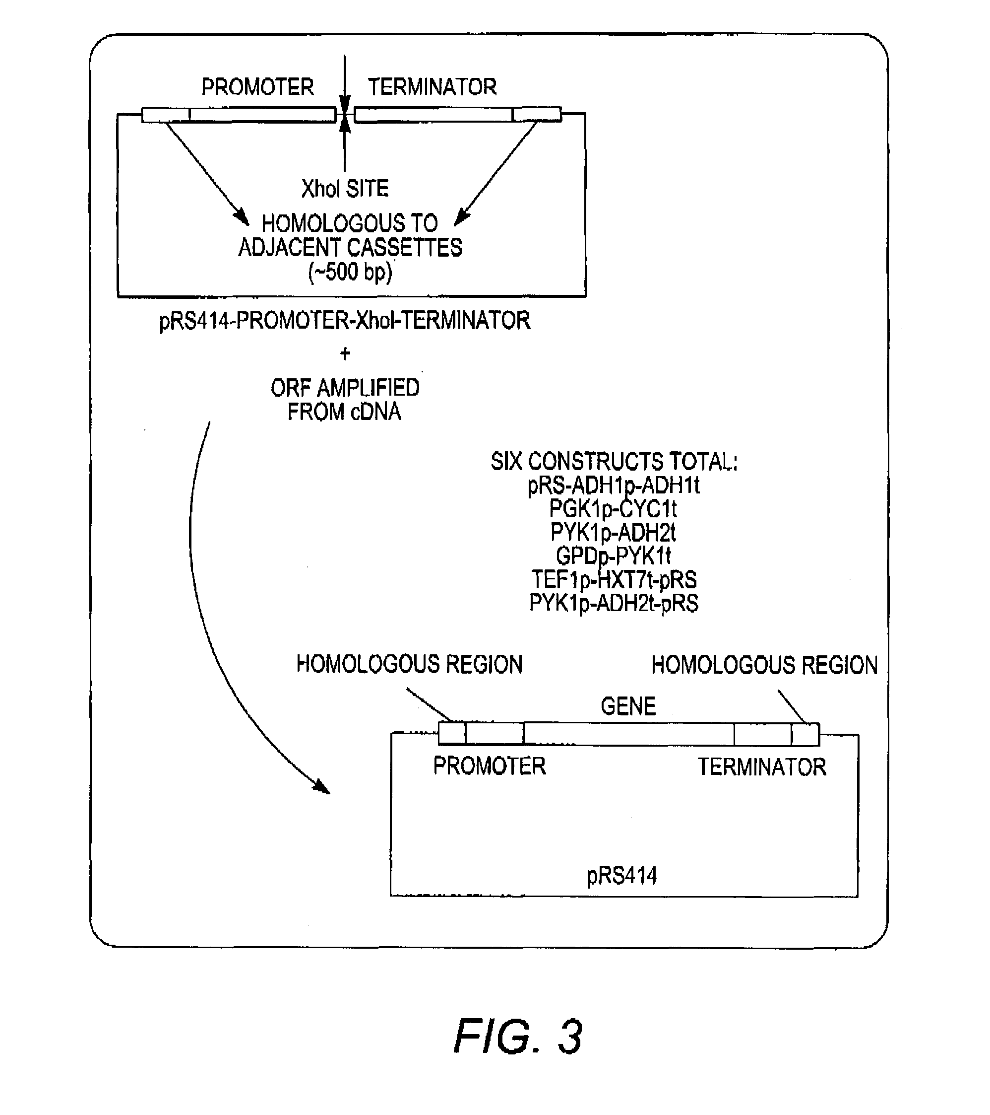 Combinatorial design of highly efficient heterologous pathways