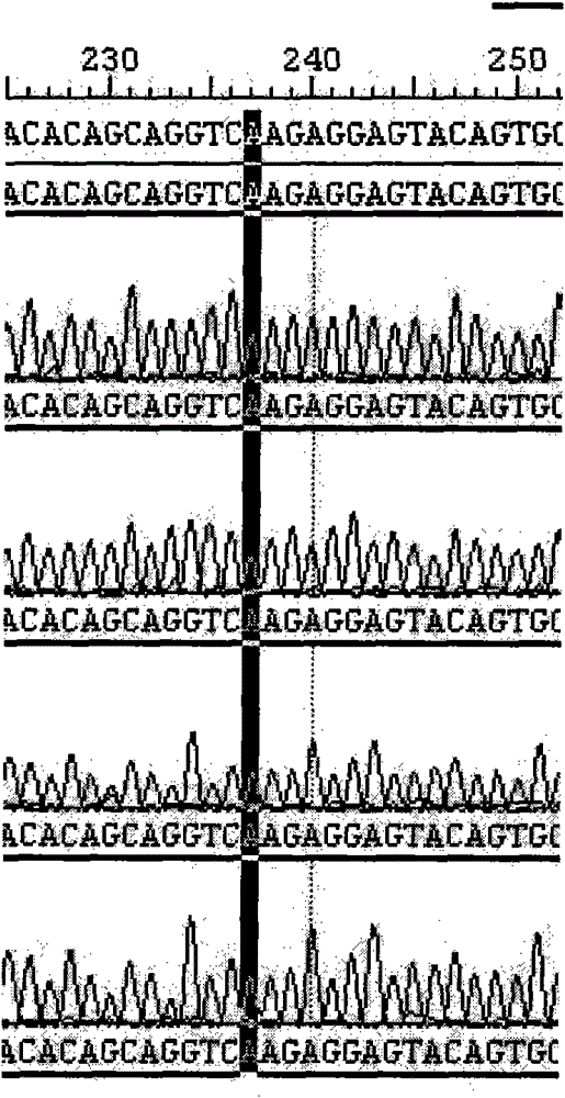 Primer for detecting K-ras genic mutation and application thereof