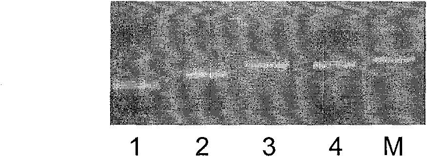 Primer for detecting K-ras genic mutation and application thereof