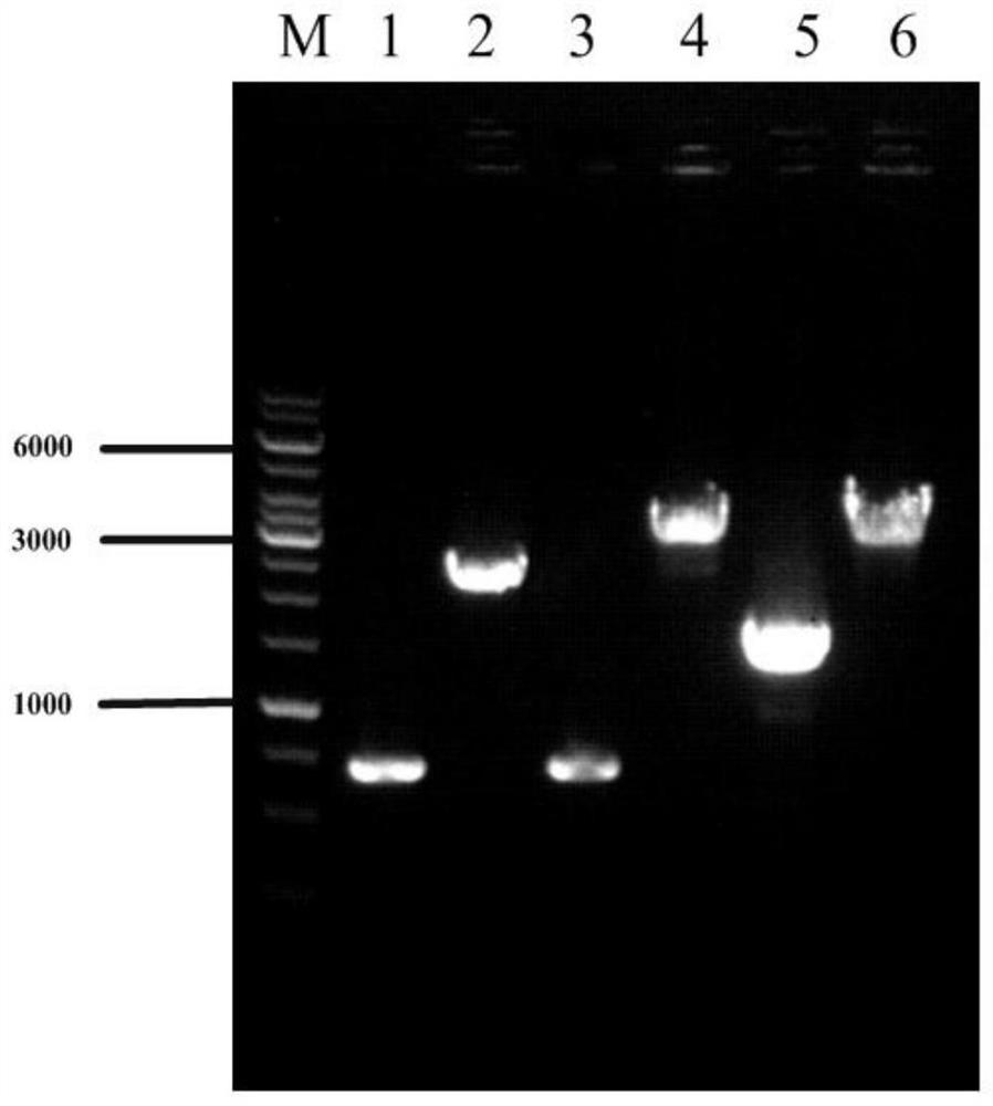 A genetically engineered bacterium with high yield of l-valine and its construction method and application