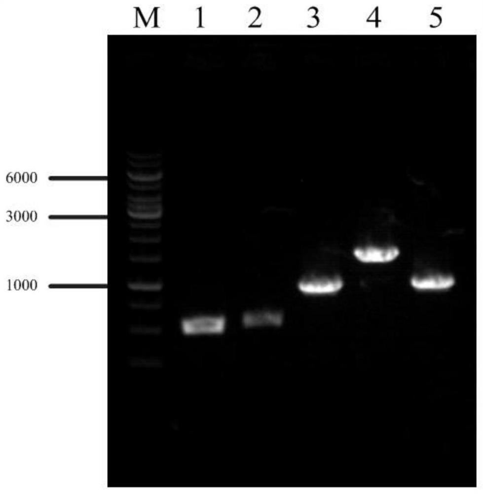 A genetically engineered bacterium with high yield of l-valine and its construction method and application