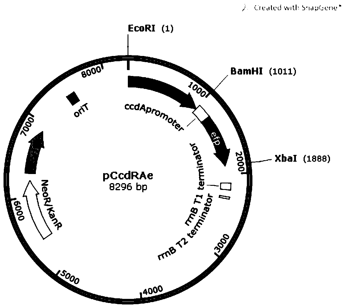 Construction and application of cysteine single-cell biosensor