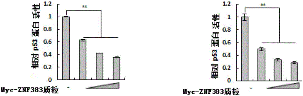 Application of ZNF383 protein in preparing product for inhibiting activity of p53 protein