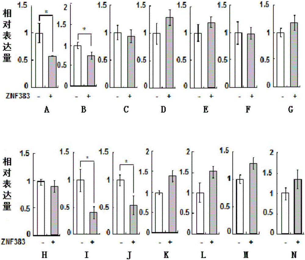 Application of ZNF383 protein in preparing product for inhibiting activity of p53 protein