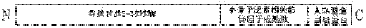 Recombinant food lactic acid bacteria for preventing chronic heavy metal poisioning and preparation method and use thereof