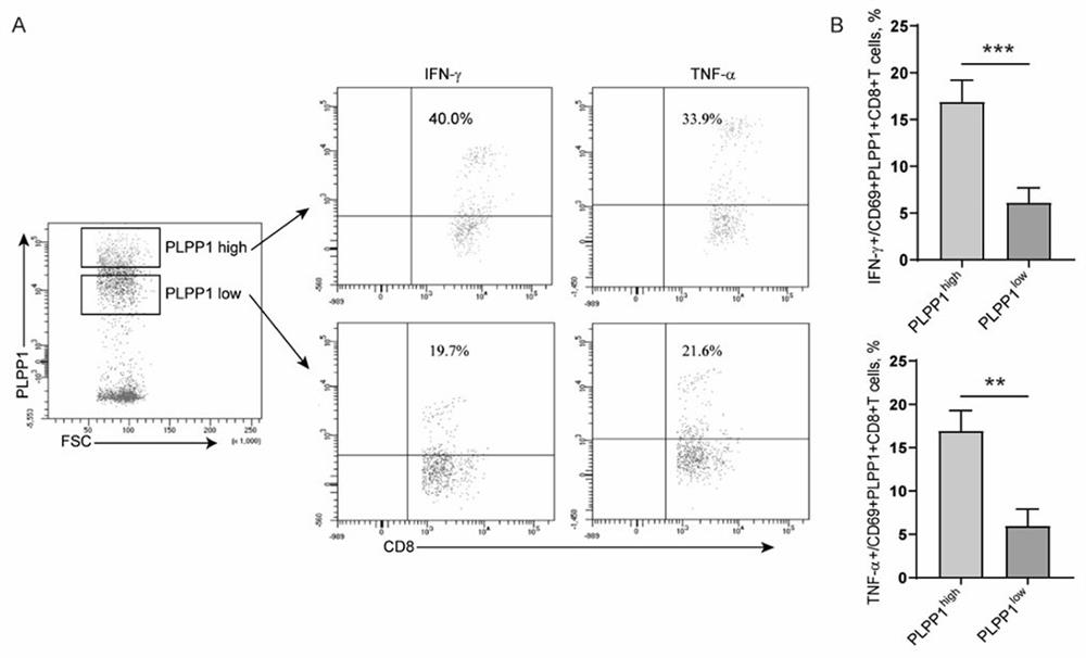 Application of PLPP1 in preparation of T cell immune tumor related medicament