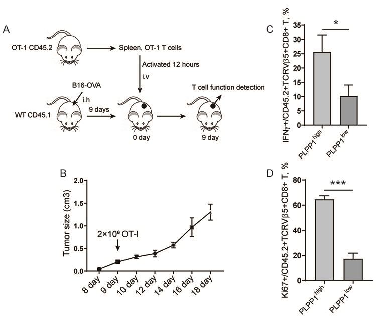 Application of PLPP1 in preparation of T cell immune tumor related medicament