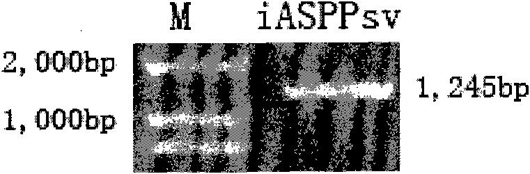 Specificity overexpression mouse model of transduction iASPPsv cancer gene in hemopoietic system and preparation method and use thereof