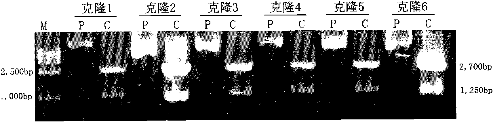 Specificity overexpression mouse model of transduction iASPPsv cancer gene in hemopoietic system and preparation method and use thereof