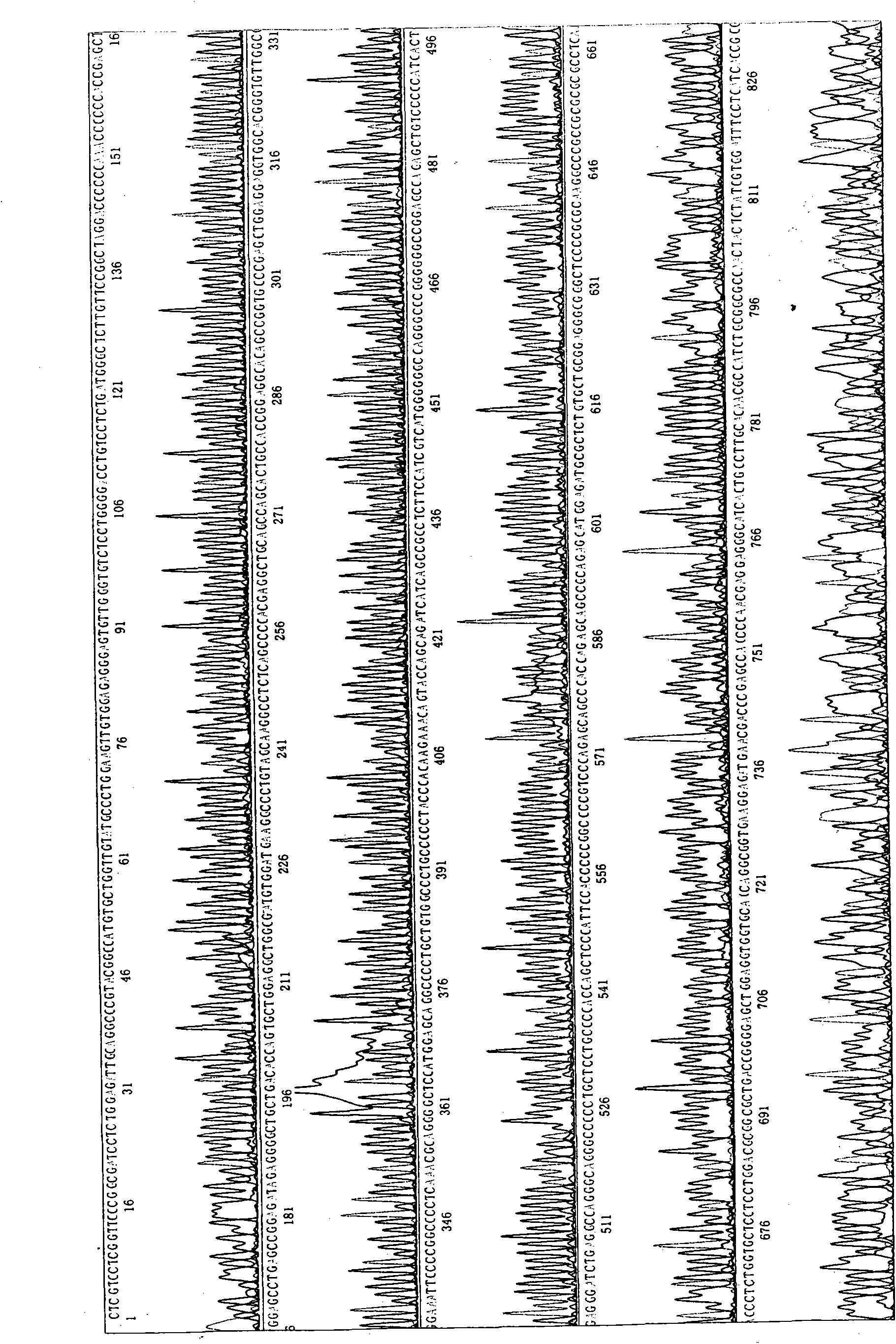 Specificity overexpression mouse model of transduction iASPPsv cancer gene in hemopoietic system and preparation method and use thereof