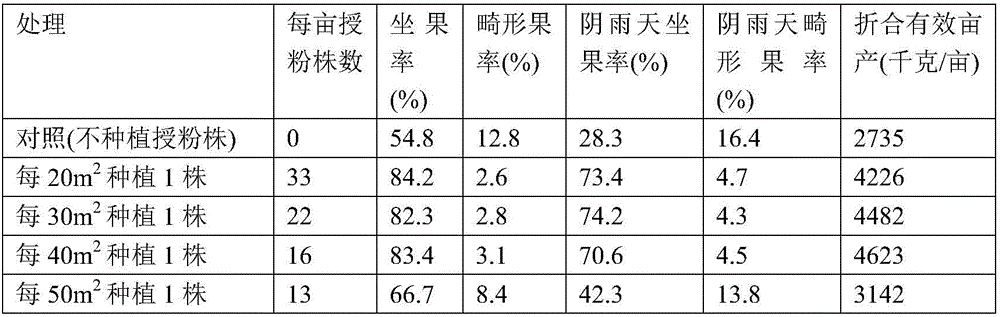 Method for increasing honeybee pollination rate of cucurbita pepo in greenhouse by interplanting pollination pumpkins