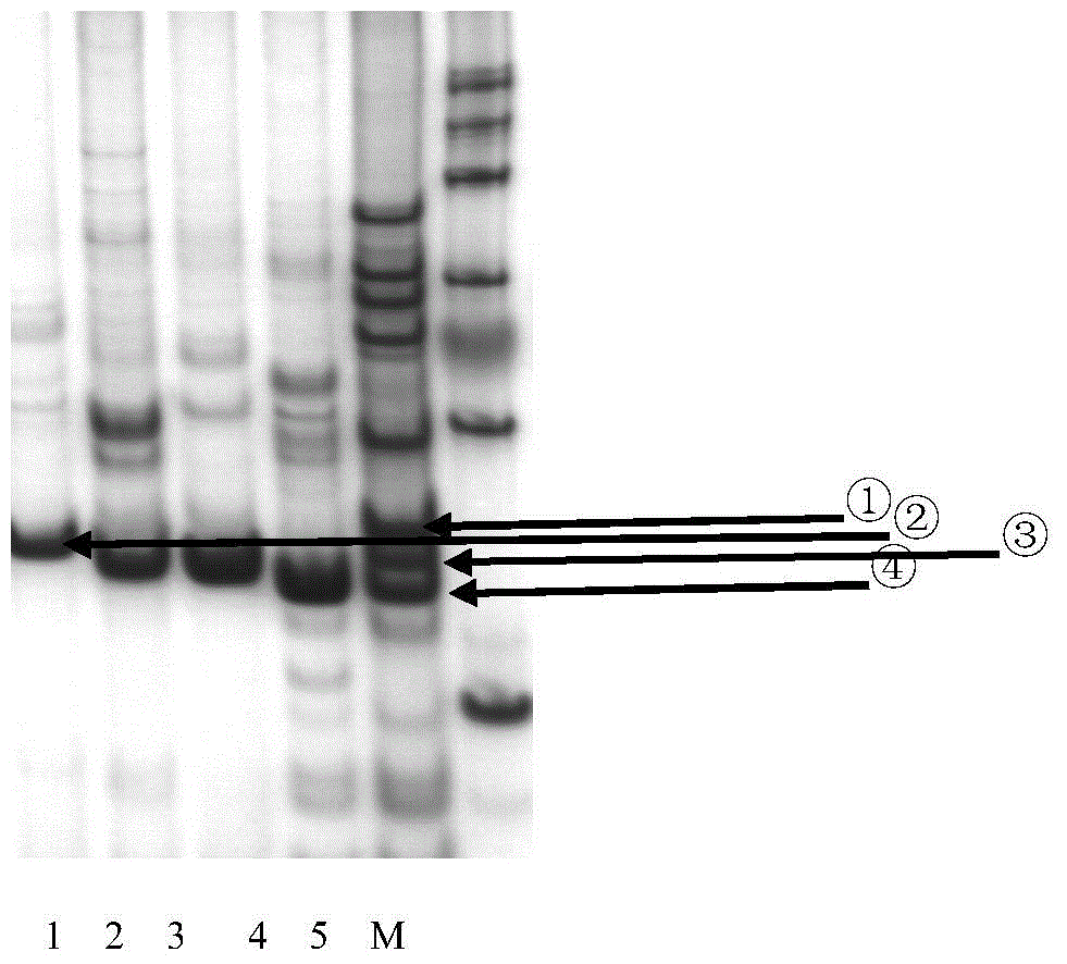 Method for identifying tea tree variety by using DNA bar code