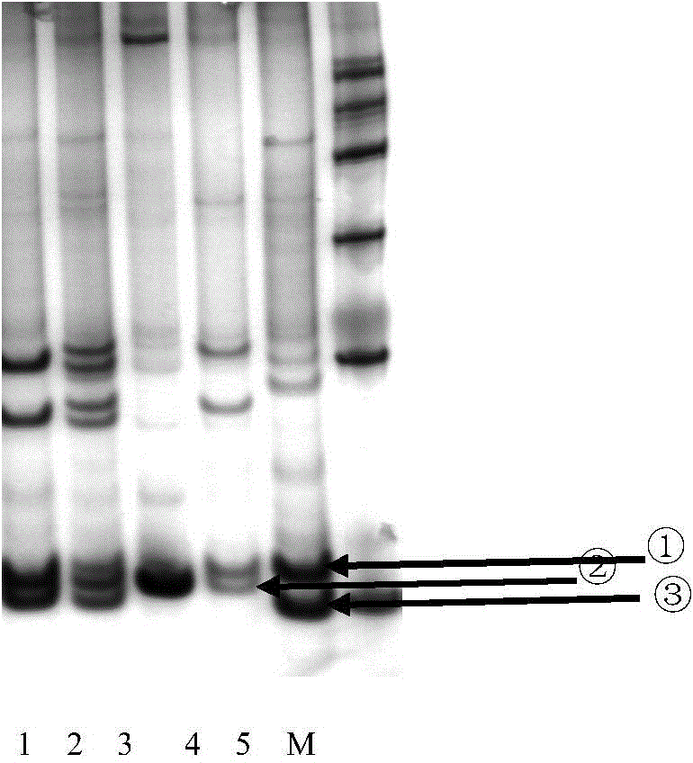 Method for identifying tea tree variety by using DNA bar code