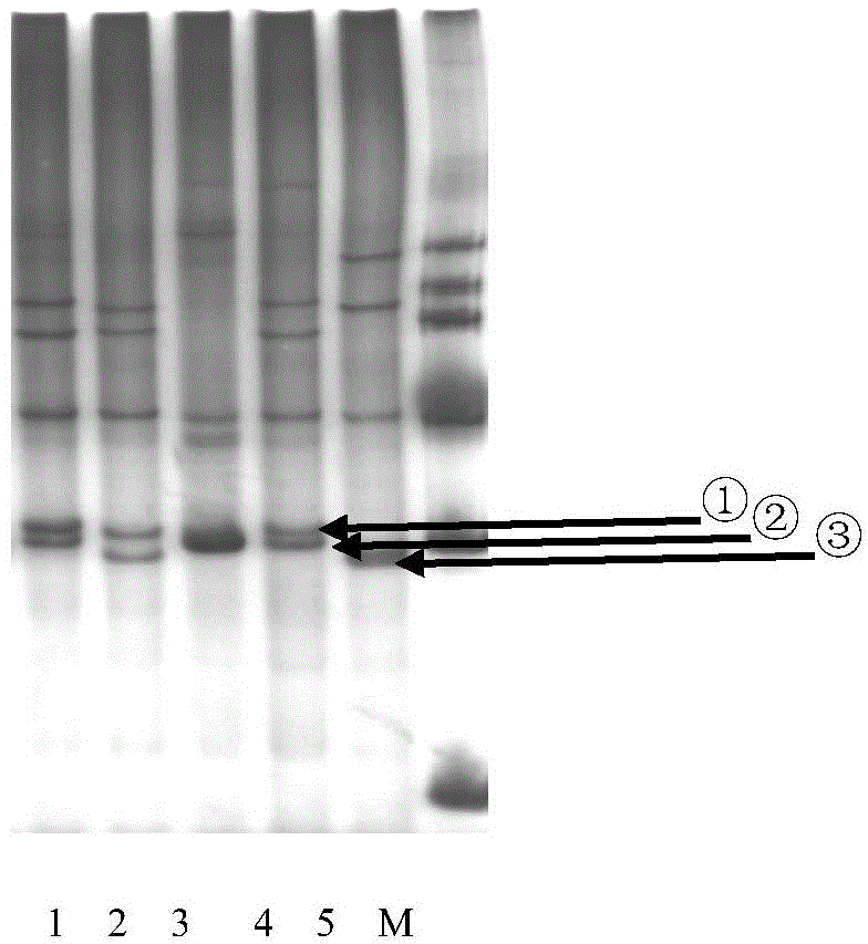 Method for identifying tea tree variety by using DNA bar code